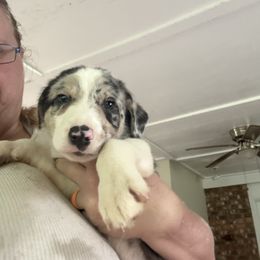 Charm - Blue merle male Border Collie puppy in Defuniak Springs, Florida from Blue Cypress Stock dogs