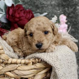 Winnie- AKC Mini Poodle Girl in NC - Apricot female Poodle puppy in Stokesdale, North Carolina from His and Hers Poodles and Doodles