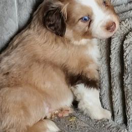 Mountain Music - Red merle male Miniature American Shepherd puppy in Goldendale, Washington from Amulet Charm