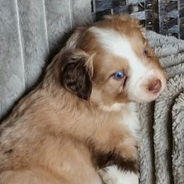 Mountain Music - Red merle male Miniature American Shepherd puppy in Goldendale, Washington from Amulet Charm