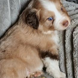 Mountain Music - Red merle male Miniature American Shepherd puppy in Goldendale, Washington from Amulet Charm