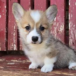 Dawson - Red male Pembroke Welsh Corgi puppy in Anton, Texas from X Bar's Lil Legs of Texas
