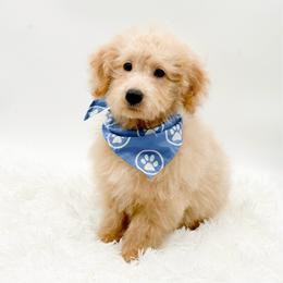 Davis - Cream male Goldendoodle puppy in North Carolina from NC Doodle Puppies