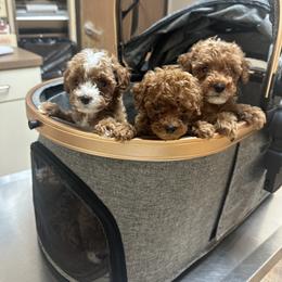 Goldendoodle and Poodle Puppies from Anytime Doodles