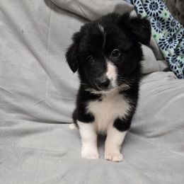 Boy 4 - Black and white male Border Collie puppy in Richland, Pennsylvania from Winter Creek Border Collies