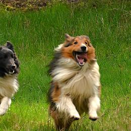 Shetland Sheepdogs from RimRanch Shelties