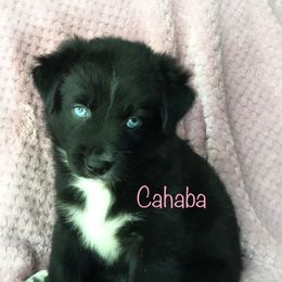 Australian Shepherd Puppies from Cahaba Australian Shepherds