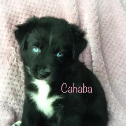 Australian Shepherd Puppies from Cahaba Australian Shepherds