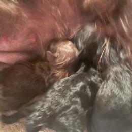 Girl 1 - Black female Russian Tsvetnaya Bolonka puppy in Spokane, Washington from Amethyst Kennel