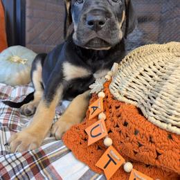 Burdock - Black male Great Dane puppy in Ardmore, Alabama from Delta Danes