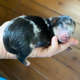 Whiskey - Dapple male Dachshund puppy in Trenton, Florida from Tweenie Weenie Dachshunds
