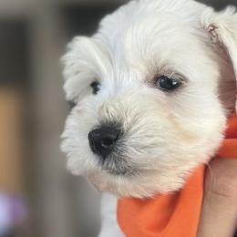 Dachshunds, Miniature Schnauzers, and Pomeranians from The Bearded Companions