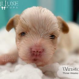 Winston - white and lemon male Companion Cross puppy in Scottsdale, Arizona from Lil Luxe Pups