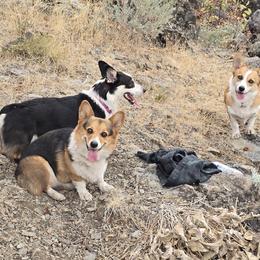 Pembroke Welsh Corgis from PBJ Corgis