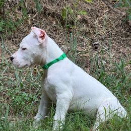 Green - White male Dogo Argentino puppy in Powder Springs, Georgia from Primo Kennels