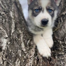 Siberian Husky Puppies from Joyful Willow Farm Huskies