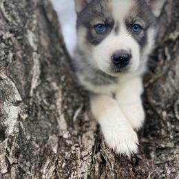 Siberian Husky Puppies from Joyful Willow Farm Huskies