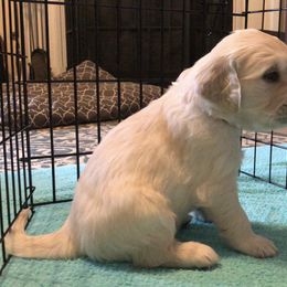 Golden Retriever Puppies from Lakeside Golden Retrievers
