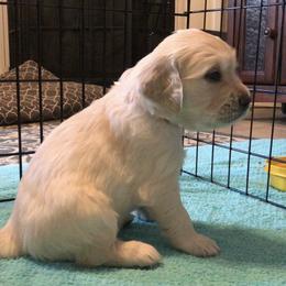 Golden Retriever Puppies from Lakeside Golden Retrievers