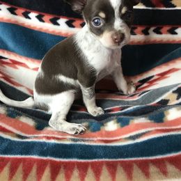 Chihuahua Puppies from Kim's Chi babies from Place of Grace