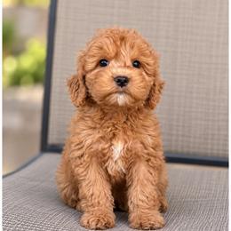 Cinnamon - Apricot female Goldendoodle puppy in Swartz Creek, Michigan from Michigan Doodles