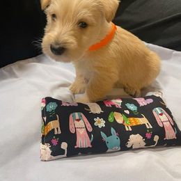 Scottish Terrier Puppies from Moos Scotties