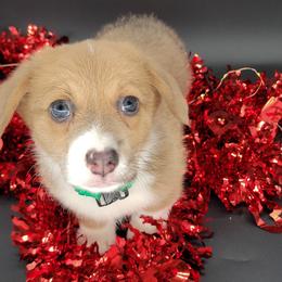 German Shepherd and Pembroke Welsh Corgi Puppies from J&R Shepherds & Corgis