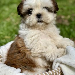 Miss Purple - Brindle and white female Shih Tzu puppy in Waco, Texas from Shih Tzus To Love