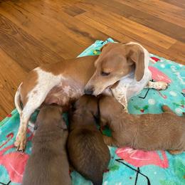 Mochi - Dachshund