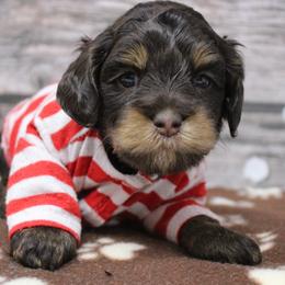 Red collar  Tango - Chocolate male Australian Labradoodle puppy in Provo, Utah from EllsWORTH Labradoodles LLC