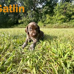 Gatlin - Liver roan male German Shorthaired Pointer puppy in Spring Valley, Wisconsin from Filipiak Breeders
