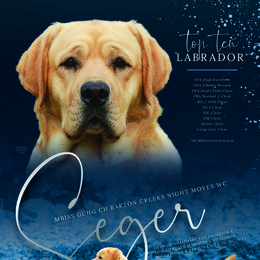 Labrador Retrievers from Barton Creek Labradors