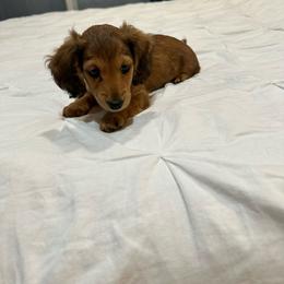 Hope (Runt) - Cream female Dachshund puppy in Campbellsville, Kentucky from Kellie's Dachshunds