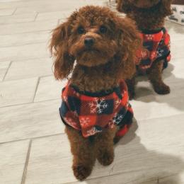 CHEWY - Poodle