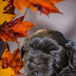 Nova - Black male Shih Tzu puppy in Claxton, Georgia from Small Pawz Kennel