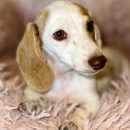 Girl 1 - Piebald female Dachshund puppy in Fredonia, Arizona from Desert Horizon Dachshunds