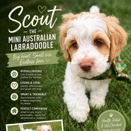 Scout - Caramel cream male Australian Labradoodle puppy in Millville, California from Hope Lane Kennels