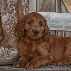 Freedom-Mint Collar - Red female Irish Doodle puppy in Macedon, New York from Toodles Goldendoodles