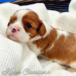 Ace (previously Rummy) - Blenheim male Cavalier King Charles Spaniel puppy in Tyler, Texas from Kalon Cavaliers