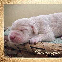 Champagne - Cream male Goldendoodle puppy in Hendersonville, North Carolina from Kim's Cove Dog Co.
