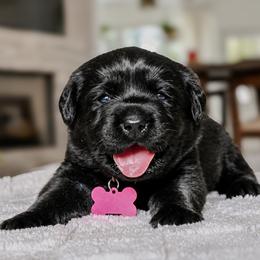 Peppa - Black female Labrador Retriever puppy in Charlotte, North Carolina from Patton Premier Labradors