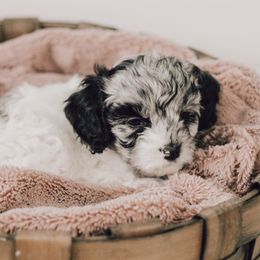 Cavapoo Puppies from The Cuddle Cavapoo Co.