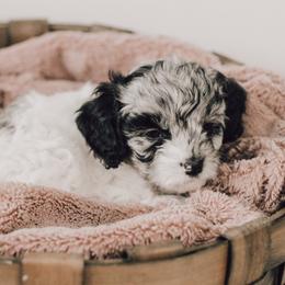 Cavapoo Puppies from The Cuddle Cavapoo Co.