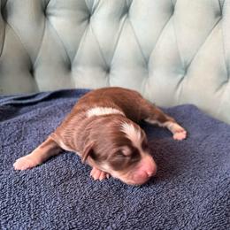 Girl 5 - Red tri-color female Australian Shepherd puppy in Bison, South Dakota from South Dakota Creekside Australian Shepherds