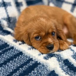Sam - Ruby male Cavalier King Charles Spaniel puppy in Poyen, Arkansas from Joels Angels Cavaliers