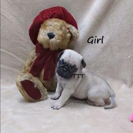 Fawn Female - Fawn female Pug puppy in Medina, Ohio from T Tiny Treasures