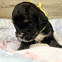 Girl 5 - female Cockapoo puppy in Richton, Mississippi from Magnolia Hill Doodles