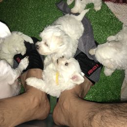 Maltese Puppies from Emotional Amor Support