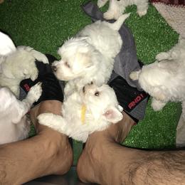 Maltese Puppies from Emotional Amor Support