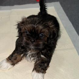 Raj - Sable male Shih Tzu puppy in Kettering, Ohio from The Ruff Life Tribe